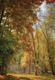 Der Geruch des Herbstes / ***