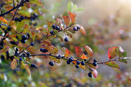 Der Geruch des Herbstes / ***