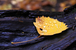 Der Geruch des Herbstes / ***