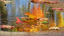 Der Geruch des Herbstes / ***