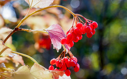 Der Geruch des Herbstes / ***