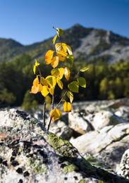 Der Geruch des Herbstes / ***