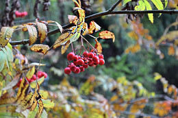 Der Geruch des Herbstes / ***