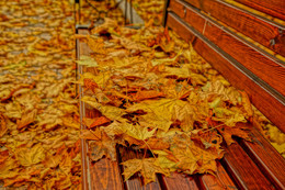 Der Geruch des Herbstes / ***