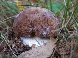 Der Geruch des Herbstes / ***