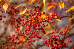 Der Geruch des Herbstes / ***