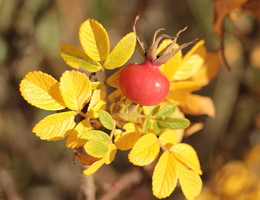 Der Geruch des Herbstes / ***