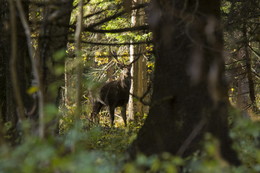 Der Geruch des Herbstes / ***