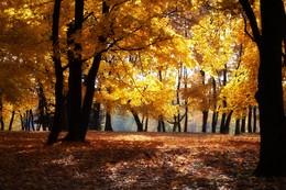 Goldener Herbst / ***