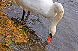 Höckerschwan / ***