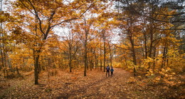 in den herbstlichen Wald / ***