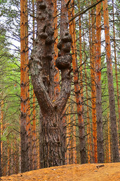 Herbstfarben der Natur. / ***