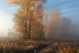 Herbstnebel / ***