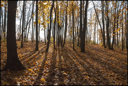 in den herbstlichen Wald / ***