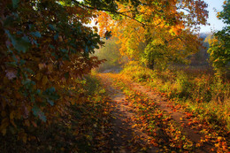 Herbst Spur / ***