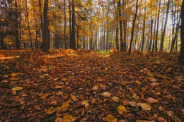 Spaziergang durch den Wald / ***