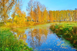 Overgrown Teich / ***