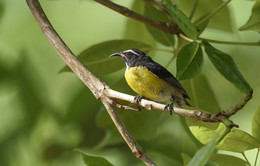 Bananaquit / ***