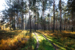 Morgen in den Wald / ***