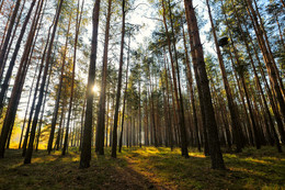 Herbst im Wald / ***