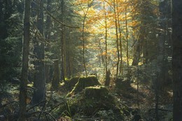 Im Wald / ***