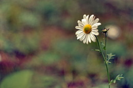 einfach Gänseblümchen / ***