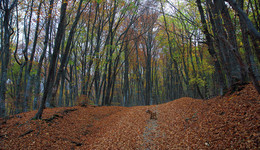 Krim-Herbst-Wald / ***