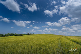 Toskanische Hügel / ... irgendwo in einer der schönsten Landschaften auf der Welt