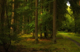 Herbst im Wald / ***