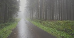 Nebliger Morgen / ***