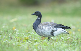 Brant (goose) / ***