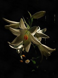 Lilien / ......