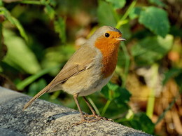 Rotkehlchen / ***