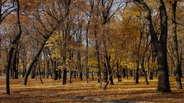 Herbst in der Stadt / ***