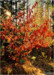 in den herbstlichen Wald / ***