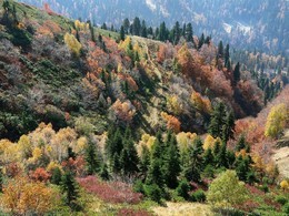 Straße zum Herbst / ...