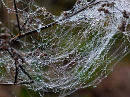 Parduodami perlai. Nebrangiai.... / Parduodami perlai. Nebrangiai....