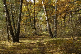 Herbst in Moskau / ***