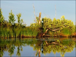 Reflections ... / ***
