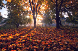 Redhead Herbst / ***