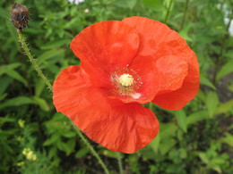 Mohn / ***