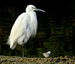 große und kleine / ***