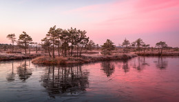 morning in red / First ice in swamp