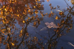 &nbsp; / [img]https://i.imgur.com/TwWdja1.jpg[/img]