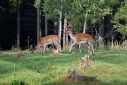 &nbsp; / [img]https://a.radikal.ru/a01/1812/0b/5900ec17354c.jpg[/img]

[img]https://c.radikal.ru/c35/1812/29/06e29e084c54.jpg[/img]