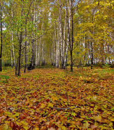 Herbstfarben der Natur. / ***