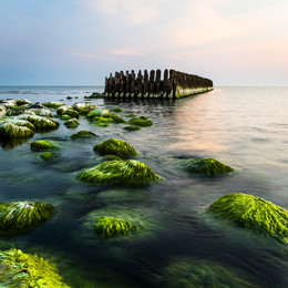 Green heads / Old wooden waterbreak in Baltic sea
