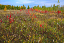 Herbstfarben der Natur. / ***