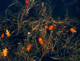 Mystic Herbst / ***
