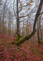 Herbst / ***